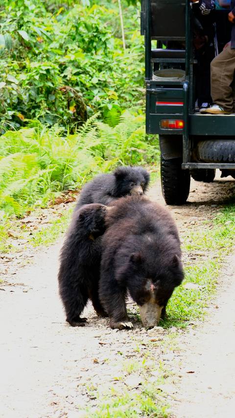 Three young sloth bears play together on a forest track beside a safari vehicle tyre.