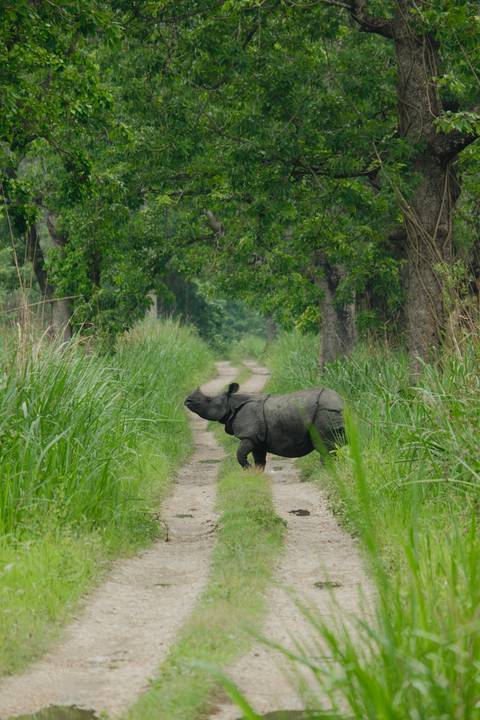 One-horned rhinoceros crosses a narrow jungle track bordered by tall green grass.
