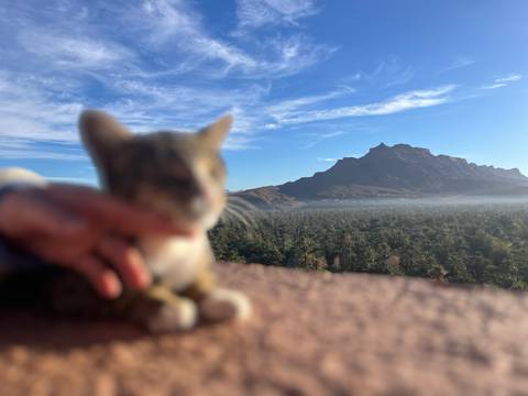 Out-of-focus cat in foreground with dramatic mesa and palm oasis in distance