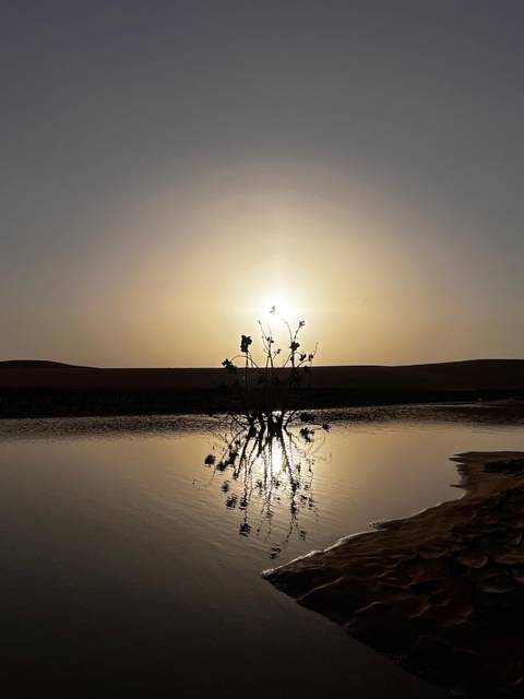 Silhouetted desert shrub mirrored in a still pool at sunrise with soft golden halo over distant dunes.