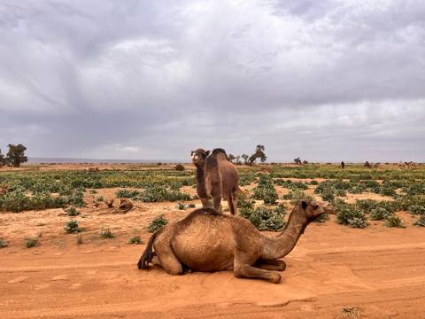 A young camel stands atop a resting camel in a sandy, semi-arid field dotted with green crops and distant trees.