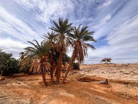 Cluster of tall date palms rising from sandy soil with wide desert terrain and expansive sky in the background.