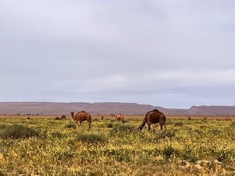 Camels graze in a wide field of yellow wildflowers with low mountains on the horizon.