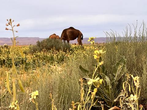 Close-up of desert flowers in focus with camels softly blurred in the background of a wildflower plain.