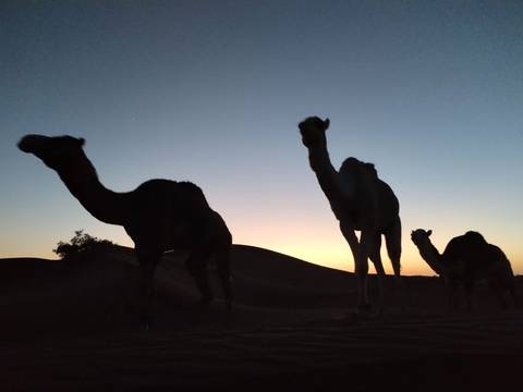 Silhouetted line of camels walking over low dunes against a colorful dawn sky.