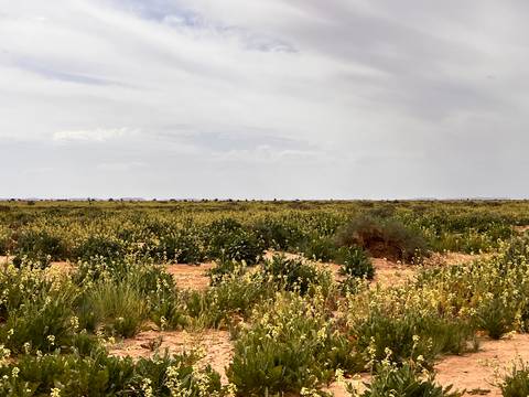 Vast flat field of wildflowers and scrub stretching to a hazy horizon beneath a pale sky.