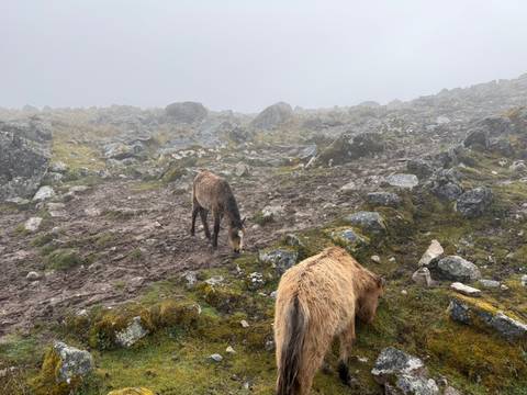 Two horses graze on a rocky, mist-covered mountain terrain.