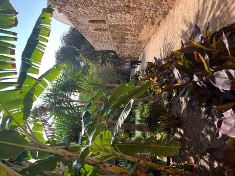 Garden pathway shaded by large banana leaves with two visitors walking along stone wall.