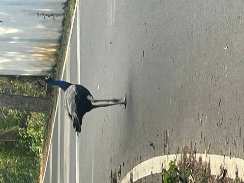 Peacock standing alone on an asphalt road flanked by forest greenery.
