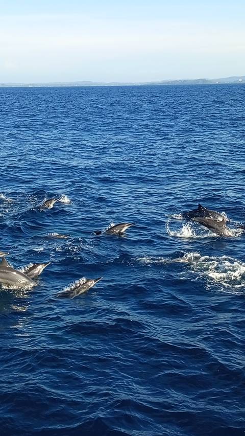 A pod of dolphins slices through sparkling blue ocean waters off Sri Lanka’s coast.