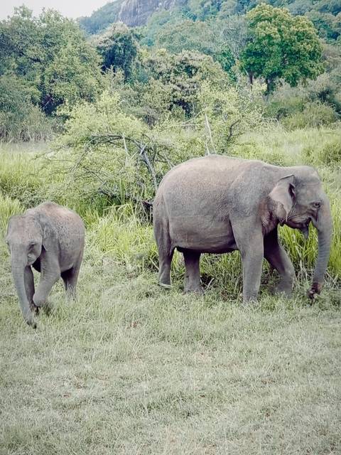Mother and baby Asian elephants forage in lush green grassland of a national park.