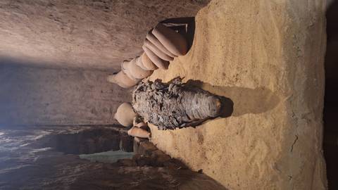 Ancient mummified crocodile laid on sand with pottery jars in a dim display niche.