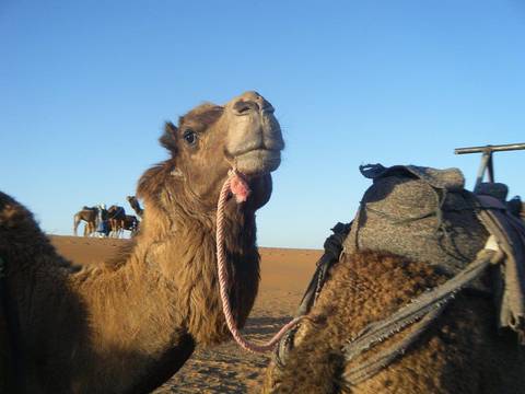 FROM MARRAKESH: 3-Days Luxury Tour To Erg Chigaga customer review photo
