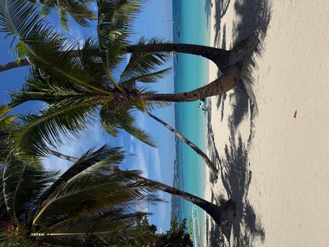 White sand beach framed by leaning palm trees with turquoise water and distant swimmers.