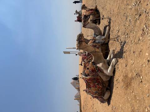 Resting camels in colourful saddles on desert ground with pyramids in background.
