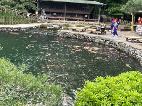 Colourful koi fish swimming in a large pond while visitors relax on wooden benches at the edge.