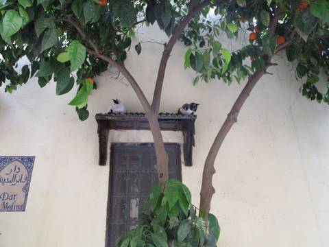 9-Days Morocco Tour from Marrakech via Sahara, Fes, Chefchaouen customer review photo