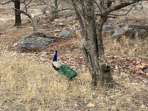 Peacock with vibrant blue neck walks through dry grass and rocky scrub forest.