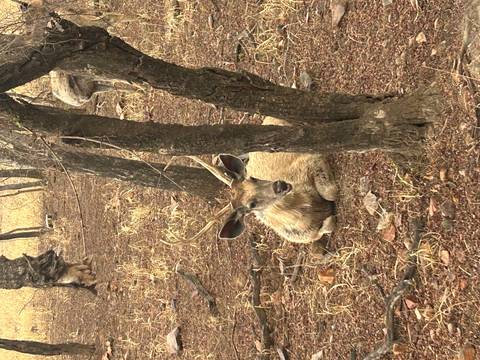 Antlered deer resting on the forest floor among dry grasses and trees.