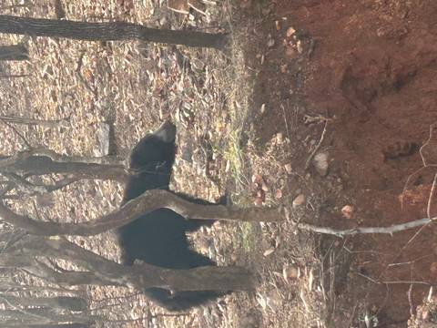 Sloth bear walking through dry, rocky terrain partially concealed by trees.