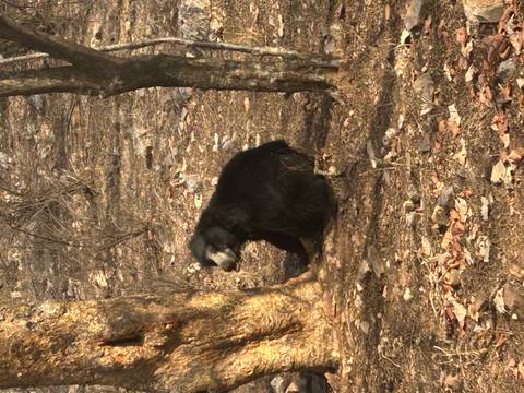 Sloth bear sitting against the base of a tree in a dry deciduous forest.