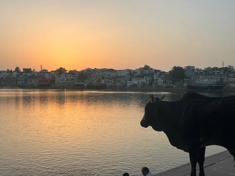 Silhouette of a cow by a tranquil lake at sunrise with the town skyline of Pushkar beyond.