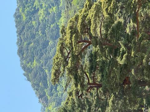 Tall pine trees against a lush green mountain slope on a clear day