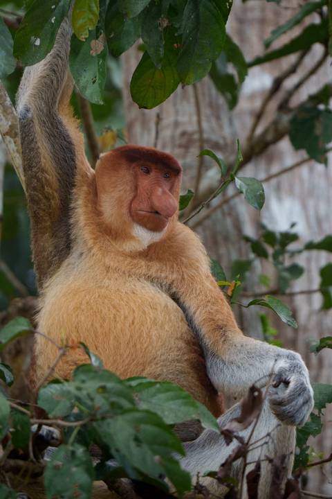 Side profile of a proboscis monkey sitting on a branch against blurred jungle background.
