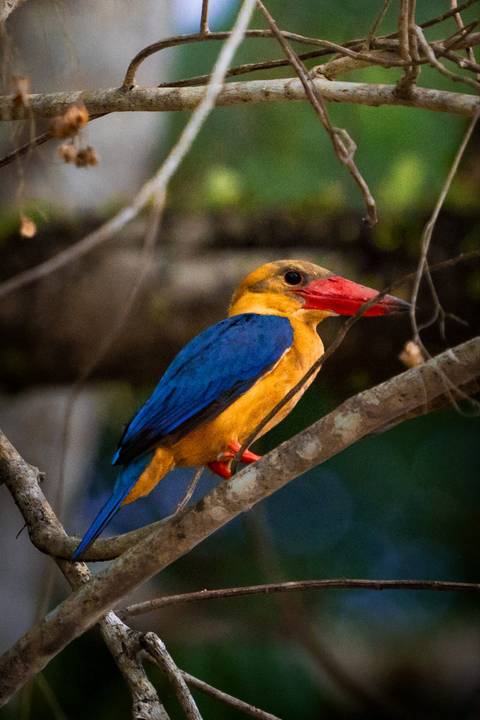 Vivid portrait of a stork-billed kingfisher with bright blue wings and red bill perched on a twig.