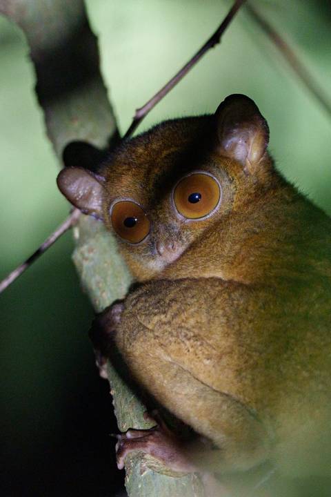 Nocturnal tarsier with large round eyes clinging to a branch in dim jungle light.