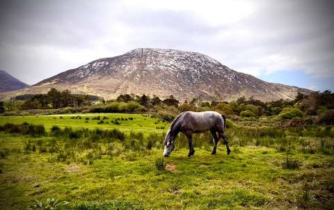 Grey Connemara pony grazes in a lush green meadow beneath a rugged Irish mountain