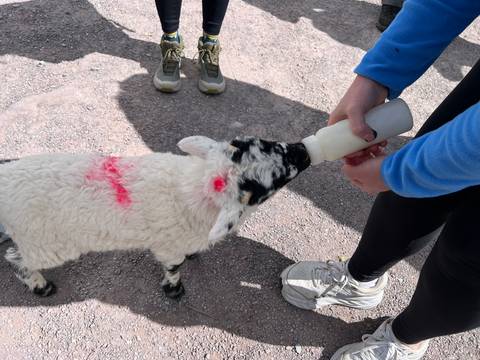 Traveller bottle-feeds a marked lamb on a farmyard path while companions stand nearby