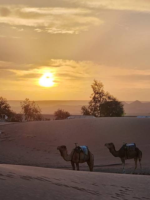 Golden sun sets over rolling desert dunes with distant silhouettes of acacia trees.