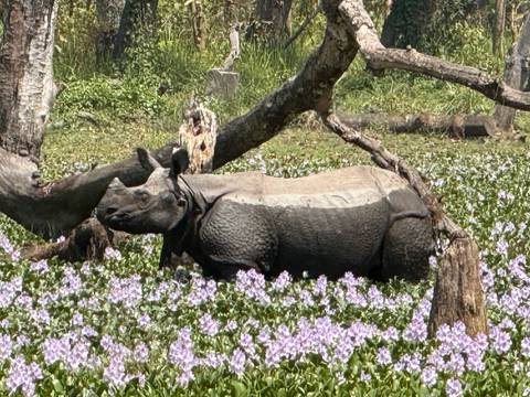 One-horned rhinoceros grazing among purple water hyacinths in Chitwan National Park