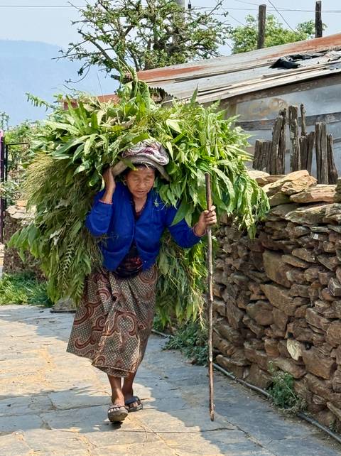 Nepali villager carrying a towering load of fresh greenery along a stone path