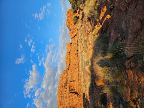 Sunlit red sandstone ledges with tufts of spinifex grasses against a bright blue sky.