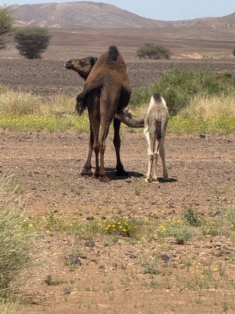 Photo d'avis client sur Circuits au Maroc 9 jours Début et fin des circuits à Marrakech