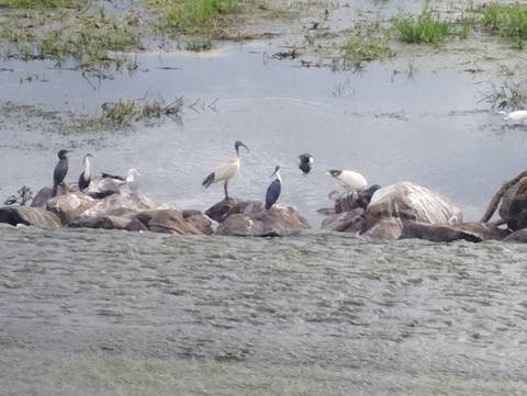 Assortment of wetland birds perched on rocks in a billabong