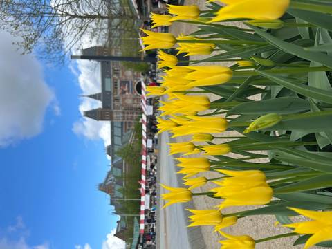 Bright yellow tulips in the foreground with Amsterdam’s Rijksmuseum and blue sky behind.