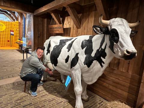 Traveler playfully milking a life-size model cow inside a cheese museum exhibit.