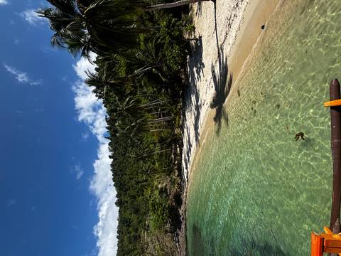 Secluded tropical beach fringed by tall palm trees and emerald water.