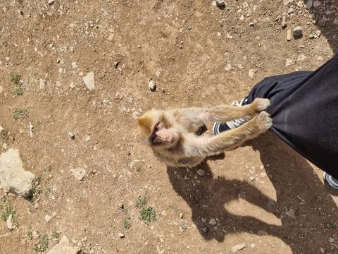 Small Barbary macaque clings to a traveller's leg on a dusty trail.