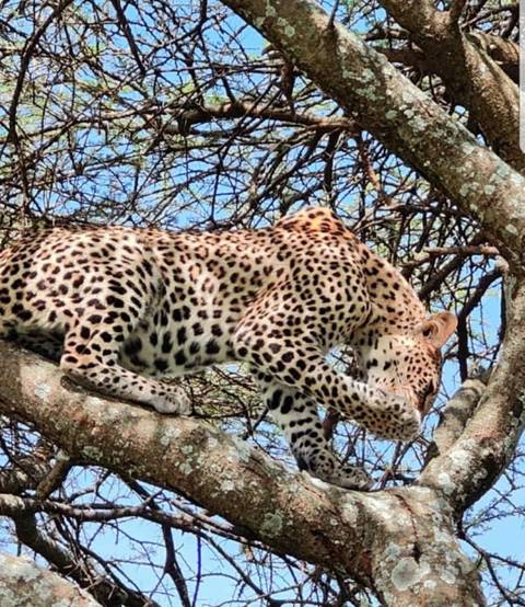 Leopard stretches along a tree branch with dappled light filtering through thorny acacia