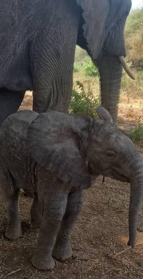 Photo d'avis client sur 7 jours de voyage de noces de luxe en Tanzanie