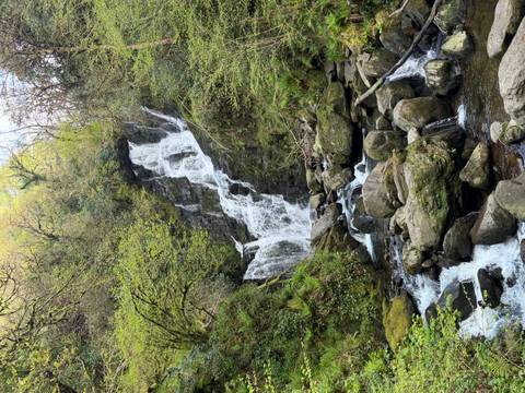 A multi-tiered forest waterfall cascades over mossy rocks surrounded by lush green vegetation.