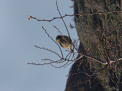 A small owl perched on a bare branch against a clear morning sky over rugged hills.
