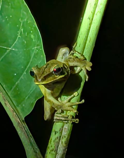 Close-up night shot of a small green frog clinging to a leaf stem with red eyes glowing.
