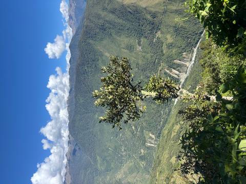 Single moss-covered tree stands on a lush ridge overlooking vast green Andean valleys