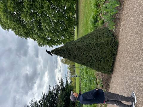 A crow perches atop a perfectly trimmed conical hedge in a park under cloudy skies.