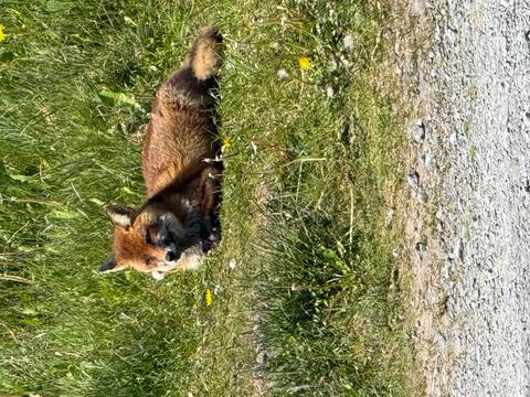 A resting wild fox lies in tall summer grass beside yellow wildflowers.